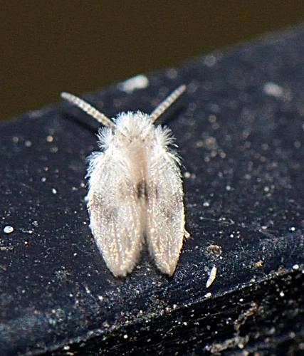 Psychoda surcoufi